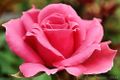 Journées de la Rose